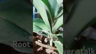 Identify orchid flower stalk and root [upl. by Nnaillek]