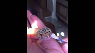 How to get a leopard gecko to open its mouth [upl. by Akemaj719]