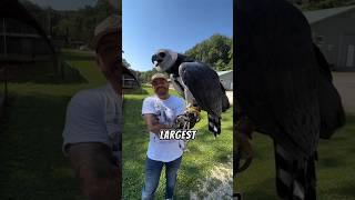 Harpy Eagle Facts Natures Most Powerful Bird and Largest Eagle harpyeagle eagle [upl. by Mikes804]