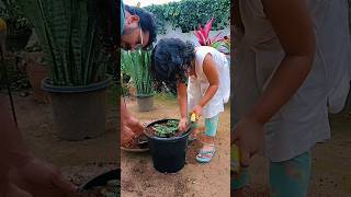 Gardaning aralia🌿cryptanthus🌿fittonia🌿🌿shortvideo 🌼interiorplants [upl. by Rubina17]