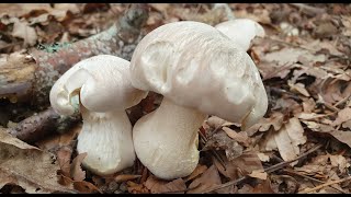 La seta engañosa la que más intoxicaciones produce  Entoloma sinuatum  Deceptive mushroom [upl. by Nahtal32]