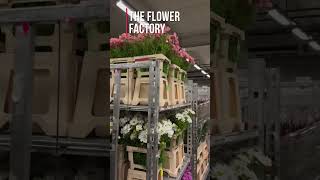 The flower factory flowers bouquet [upl. by Clova]