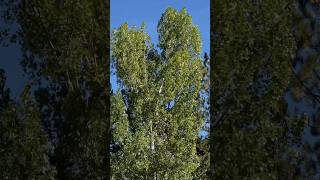 Quaking Aspen in Park City Utah foryou quake aspen trees natureshorts parkcityutah fyp [upl. by Arik]