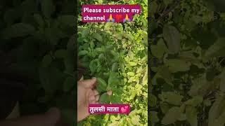 तुलसी माताnegativityviral shorts trending shortgardening video 📸📷please subscribe my channel 🙏💕 [upl. by Heim]