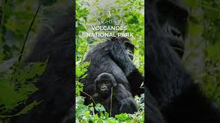 The Rwandan Adventure and Gorilla Tour [upl. by Michi]