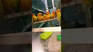 The Best Parrots for Beginners Sun Conure Overview [upl. by Bonneau866]