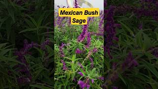 𝙈𝙚𝙭𝙞𝙘𝙖𝙣 𝘽𝙪𝙨𝙝 𝙎𝙖𝙜𝙚  Salvia leucantha  shorts shortvideo flowers floweringplant garden [upl. by Daley]