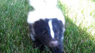 baby skunk grunts [upl. by Krakow]