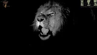 Selati Male Lion Roars At Night [upl. by Risser]