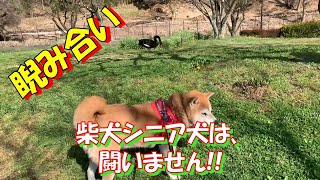 【赤柴 ひな】柴犬シニア犬とお散歩すると、平和でのんびり癒し空間を得られるのです。 [upl. by Enyahc]