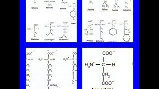 Clasificación de los aminoácidos [upl. by Acinoreb]