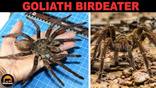 Goliath Birdeater – One of the Biggest Spider in The World [upl. by Bhatt]