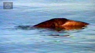 Top 6 Lake amp River Monster Sightings [upl. by Boggs]