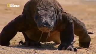 Komodo Dragon Fight with lions  Must Watch Video  BBC DOCUMENTARIES 2k18 new documentary [upl. by Jeffers425]