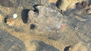 Arrowhead hunting The Ohio River in late December 2023 [upl. by Nebeur]