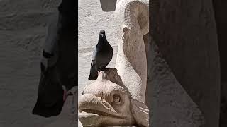 ライオンの噴水 鳩が涼む歴史的な噴水Pigeons Cooling Off at Jesi’s Fontana dei Leoni A Historic Fountain [upl. by Annohsak]