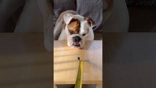 A bulldog is having an off day 😅 englishbulldog dog blueberry [upl. by Ytsanyd214]