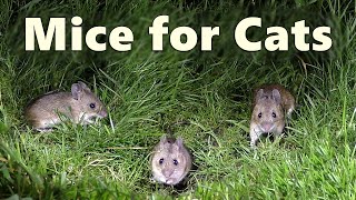 Mice Video and Sounds for Cats  Mouse Noises at Night Only Cats Hear 🐭 8 HOURS 🐭 [upl. by Trixy15]