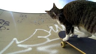 GoPro Didga the Skateboarding Cat [upl. by Hanae165]