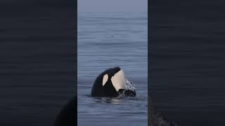 Killer whale attacking A northern fulmar bird [upl. by Elokkin]