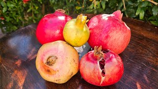 Tasting 5 Pomegranates Wonderful Parfianka Desertnyi Erin and Eversweet Variety [upl. by Ob911]