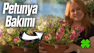 Petunya Çiçeği Nasıl Bakılır  Petunya Bol Bol Çiçek Açtırma 🌱 [upl. by Eddra]