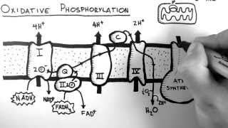 Citric Acid Cycle  Krebs Cycle [upl. by Eelirak]