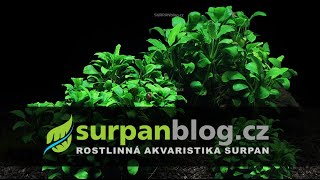 Porovnání Anubiasů  Nana  Petite  Bonsai zapnout titulky  SURPANcz [upl. by Ulrike66]