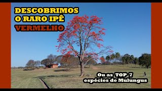 Conheça as 7 Espécies de MULUNGUS ou ERYTHRINA mais INCRÍVEIS que você provavelmente não conhecia [upl. by Lleret605]