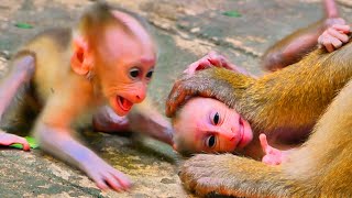 Why you cry baby Pity baby monkey Luno cry to call his mama come back when mama reject amp leave [upl. by Herriott]