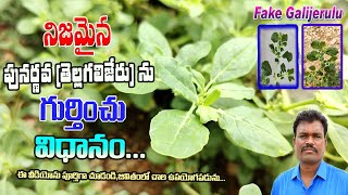 నిజమైన పునర్నవ తెల్లగలిజేరును గుర్తించు విధానంoriginal PunarnavaTellagalijeru In Telugu Videos [upl. by Asena982]