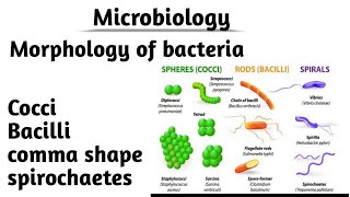 Microbiology 1 Morphology of bacteria  Morphological classification of bacteria [upl. by Assira5]