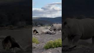 Rhino Stabs Male Lion with Its Horn [upl. by Eilsil824]