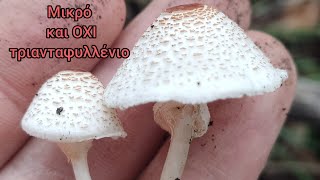 Επικίνδυνο Lepiota cristata [upl. by Dirfliw]