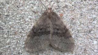 Bruce Spanworm Moth Geometridae Operophtera bruceata Male [upl. by Josi]