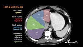 Segmentación Hepática [upl. by Junette]