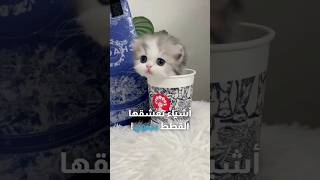 أشياء منزلية تعشقها القطط بجنون 😍🐈 قطط [upl. by Alletsirhc]