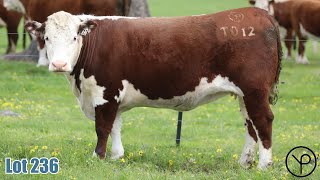 Lot 236 Yarram Golden Girdle T012 [upl. by Butterfield]