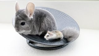 Chinchilla amp Hamster Take Turns Spinning [upl. by Ahseyn]