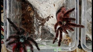 Tarantula mating  Avicularia versicolor mating [upl. by Ailicec]