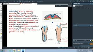 Embryology of Nervous System1  IntroductionampSpinal Cord  Dr Ahmed Farid [upl. by Keese647]