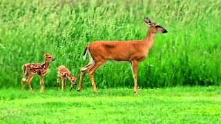 Momma Doe fawns go to the garden Whitetailed Deer herd [upl. by Hill]