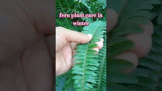 Fern plant care in winter gardeningnature houseplants plants gardenshorts bostonfern ferns [upl. by Nesilla515]