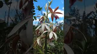 swamp orchid phaius tankervilleae how it grows amp propagation [upl. by Inaboy535]