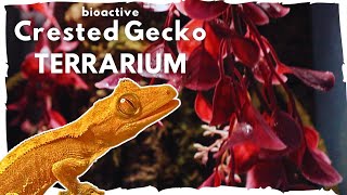 Creating a Crested Gecko Bioactive Terrarium [upl. by Gnilrets]