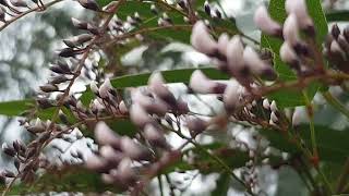 Hardenbergia first blooms planted earlier this year [upl. by Suolkcin75]