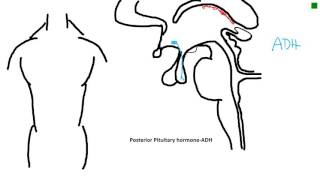 posterior pituitary hormoneADH [upl. by Analise]