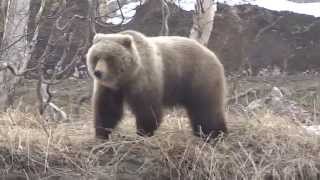 медведь и собака друзья КамчаткаРоссия  bear and dog friends Kamchatka Russia [upl. by Repooc488]