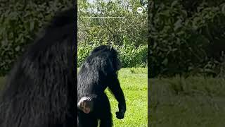 Chimpanzee caged for decades ‘in awe’ after seeing open sky for first time  ABC News [upl. by Akemej]