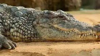 Plover Bird Came to Clean Crocodile’s Teeth [upl. by Lemmor]